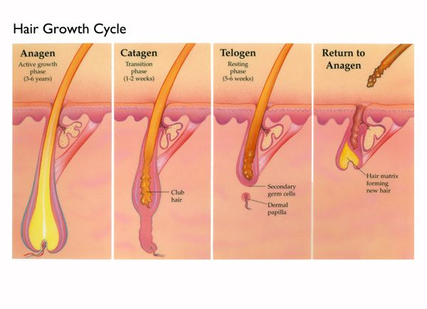 what helps regrow frontal hair